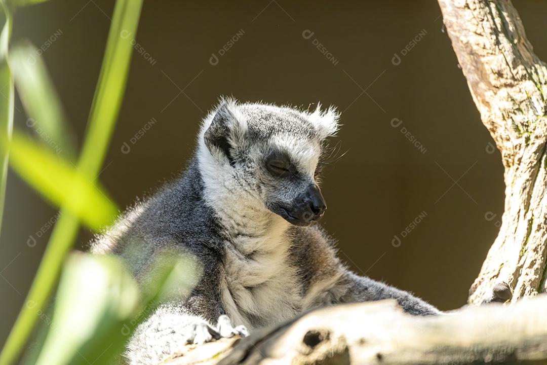 Lêmure da cauda de anel em cima de arvore