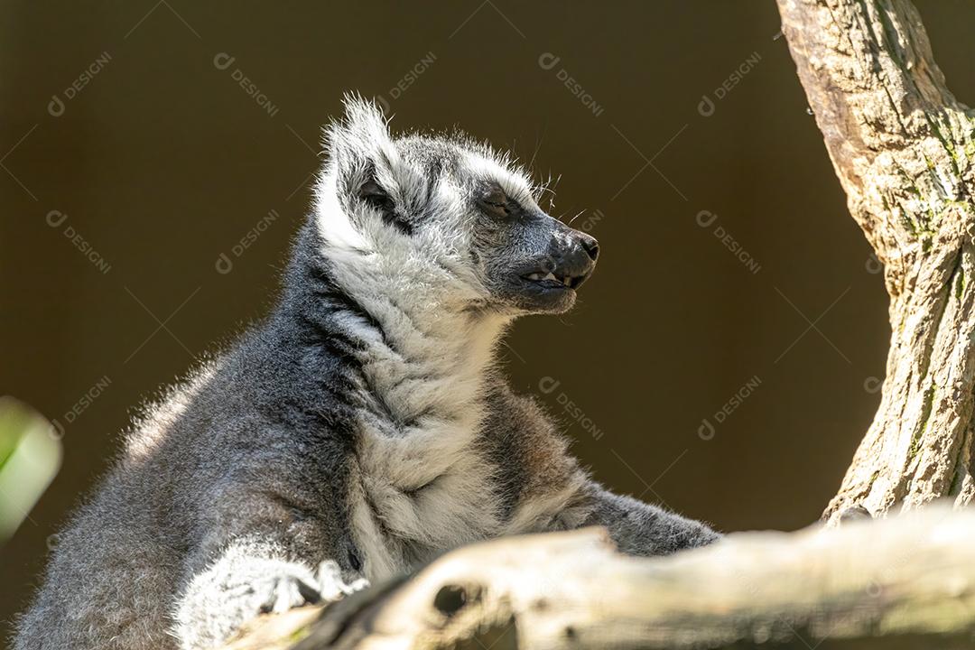Lêmure da cauda de anel em cima de arvore