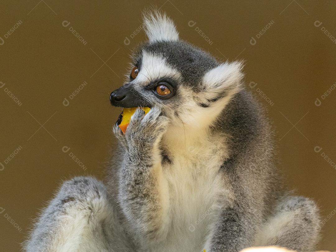 Lêmure da cauda de anel em cima de arvore