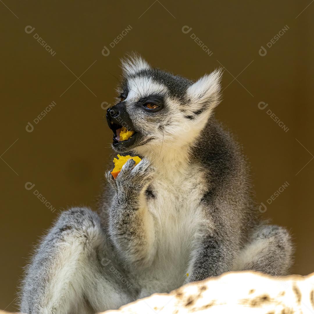 Lêmure da cauda de anel em cima de arvore