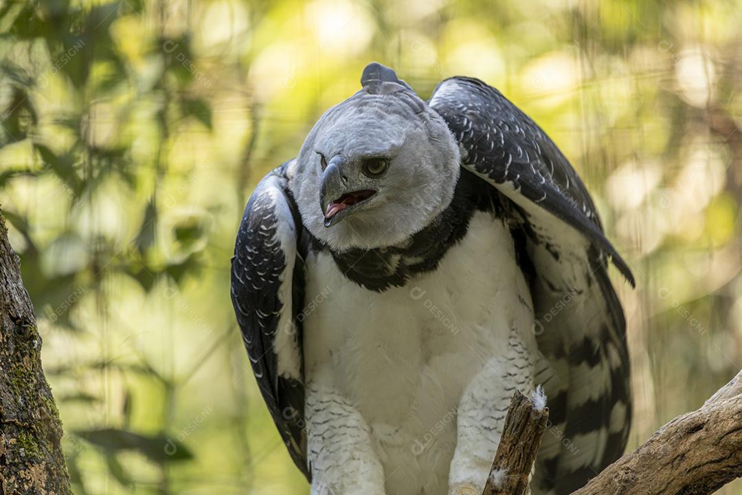 Pássaro harpia águia em cima de galho seco em floresta