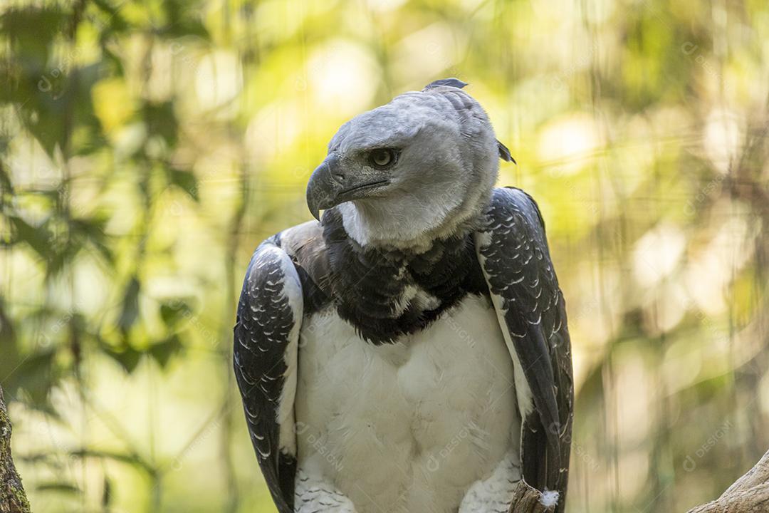 Pássaro harpia águia em cima de galho seco em floresta