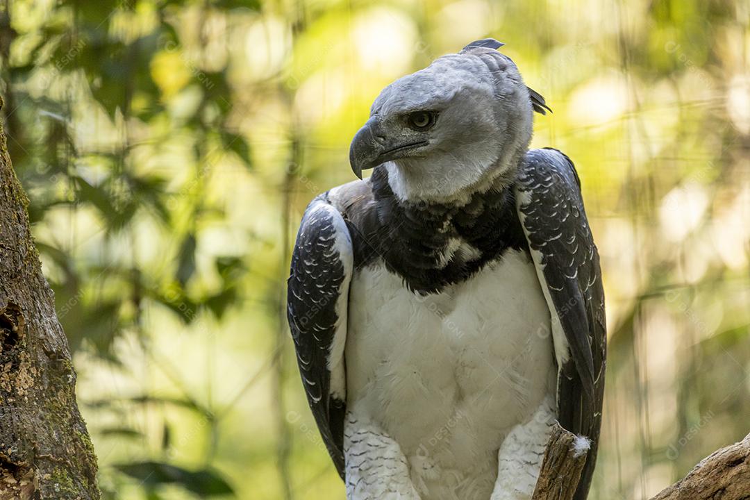 Pássaro harpia águia em cima de galho seco em floresta