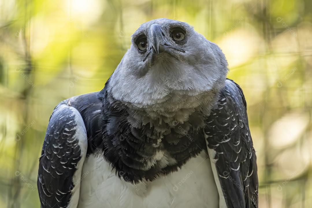 Pássaro harpia águia em cima de galho seco em floresta