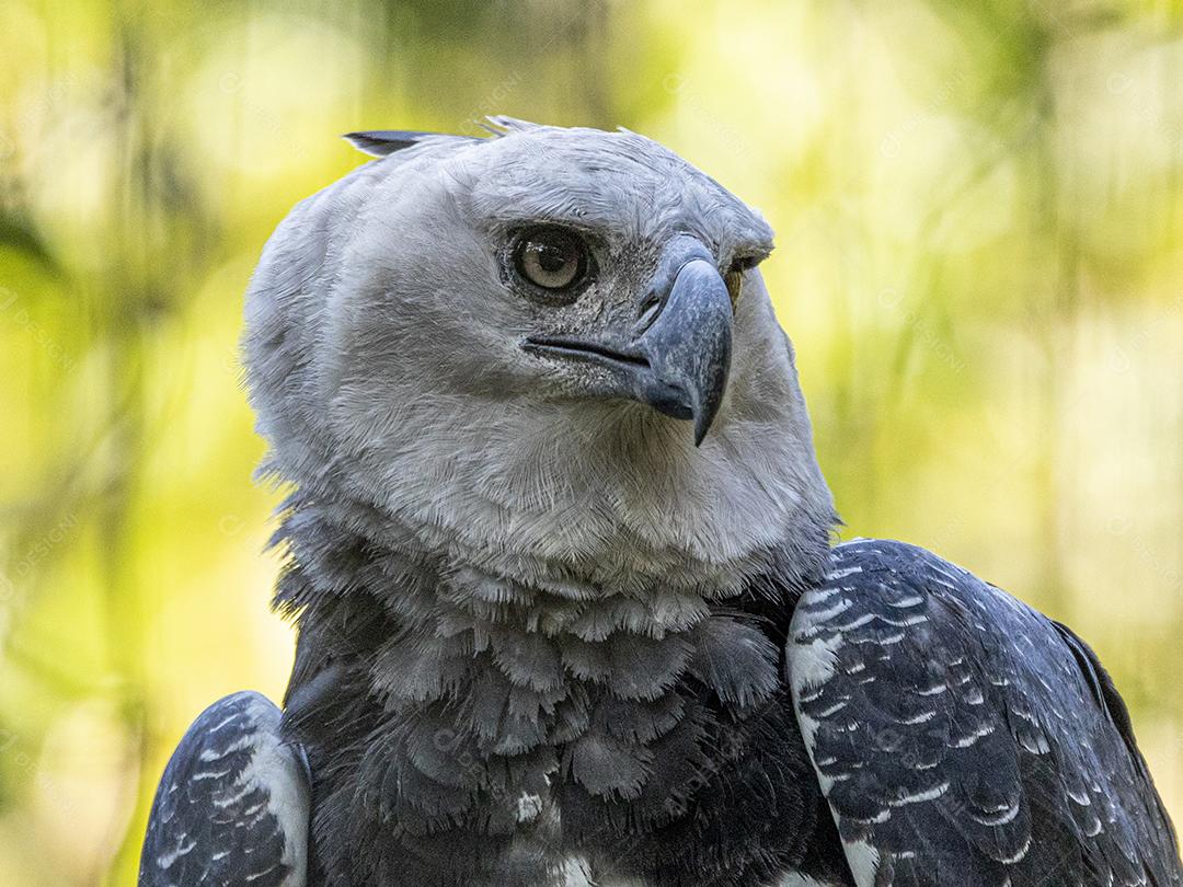 Pássaro harpia águia em cima de galho seco em floresta