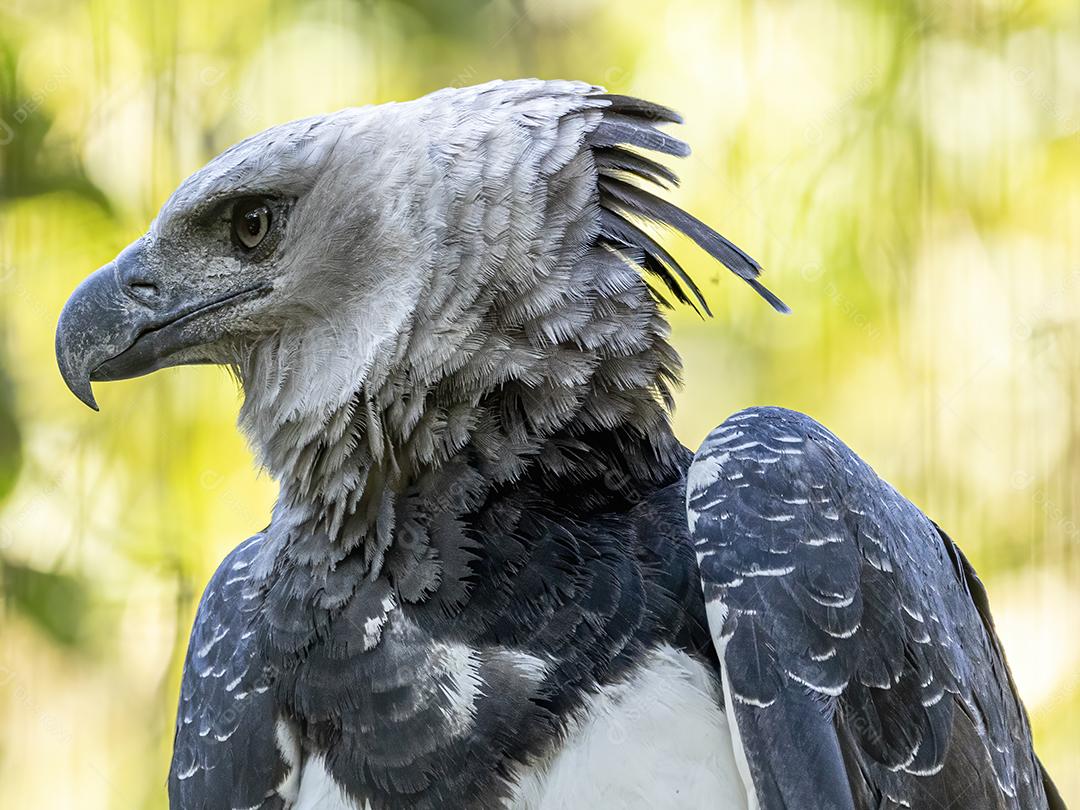 Pássaro harpia águia em cima de galho seco em floresta