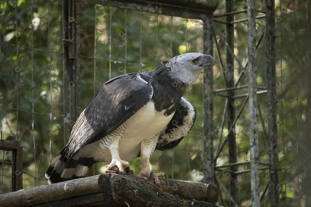 Pássaro harpia águia em cima de galho seco em floresta