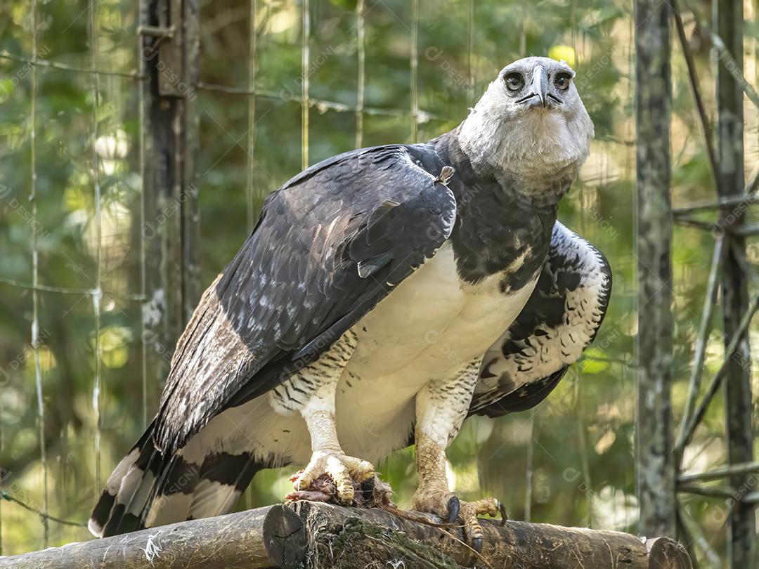 Pássaro harpia águia em cima de galho seco em floresta
