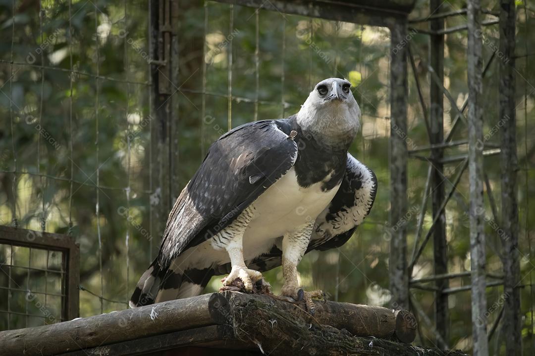 Pássaro harpia águia em cima de galho seco em floresta