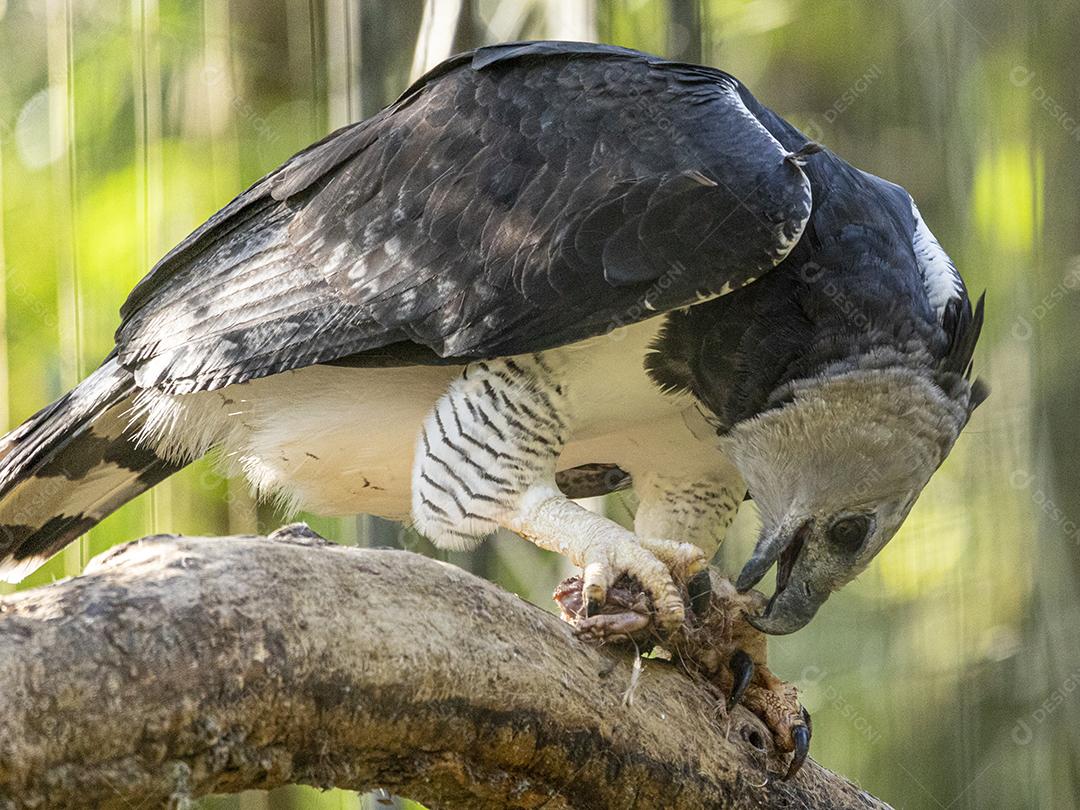 Pássaro harpia águia em cima de galho seco em floresta
