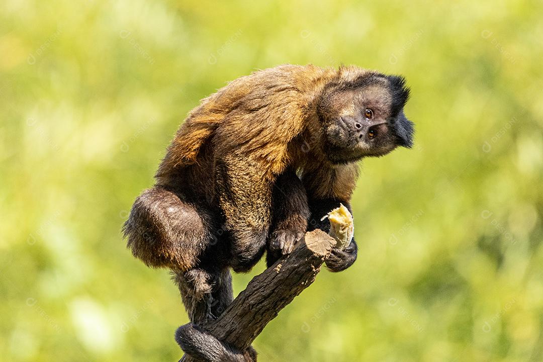 Macaco-prego tufado em cima de galho seco em floresta