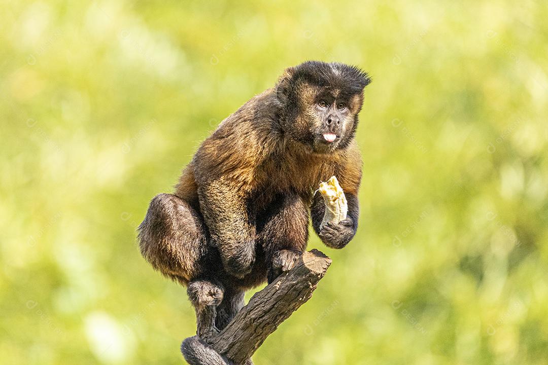 Macaco-prego tufado em cima de galho seco em floresta