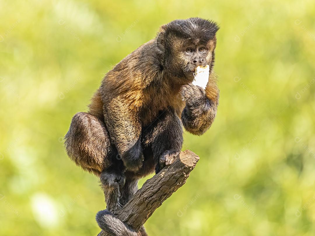 Macaco-prego tufado em cima de galho seco em floresta