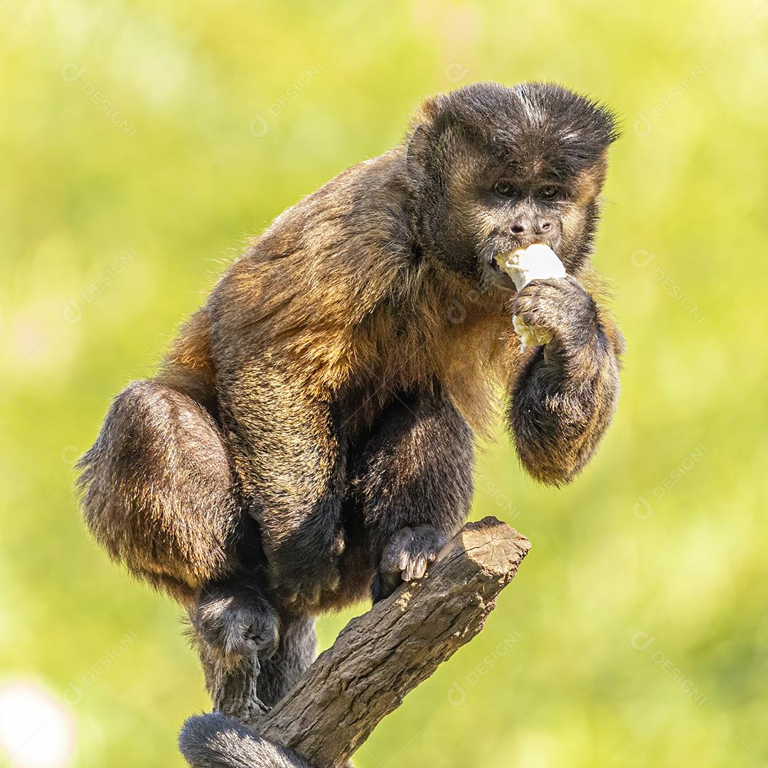 Macaco-prego tufado em cima de galho seco em floresta