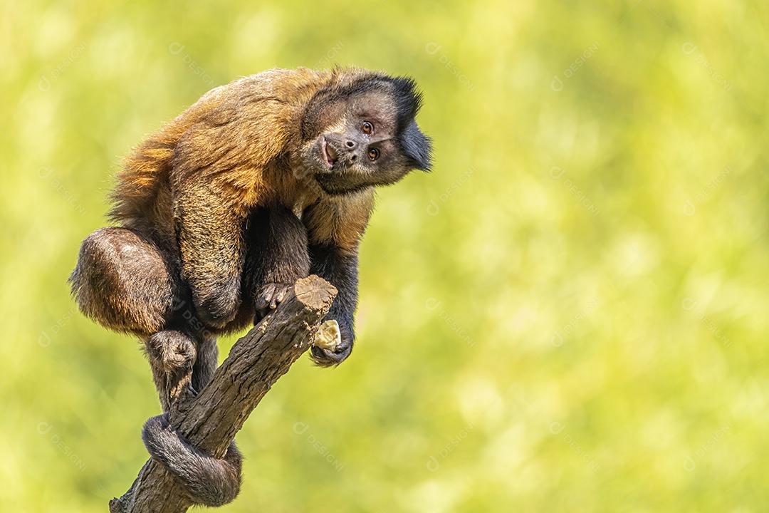 Macaco-prego tufado em cima de galho seco em floresta