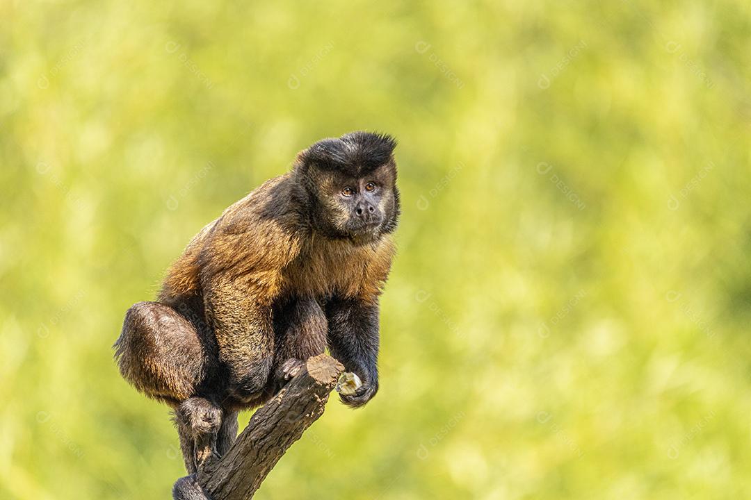 Macaco-prego tufado em cima de galho seco em floresta