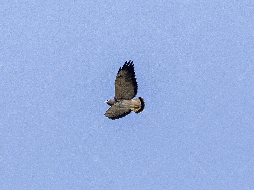 Pássaro harpia águia Voando em céu limpo em floresta