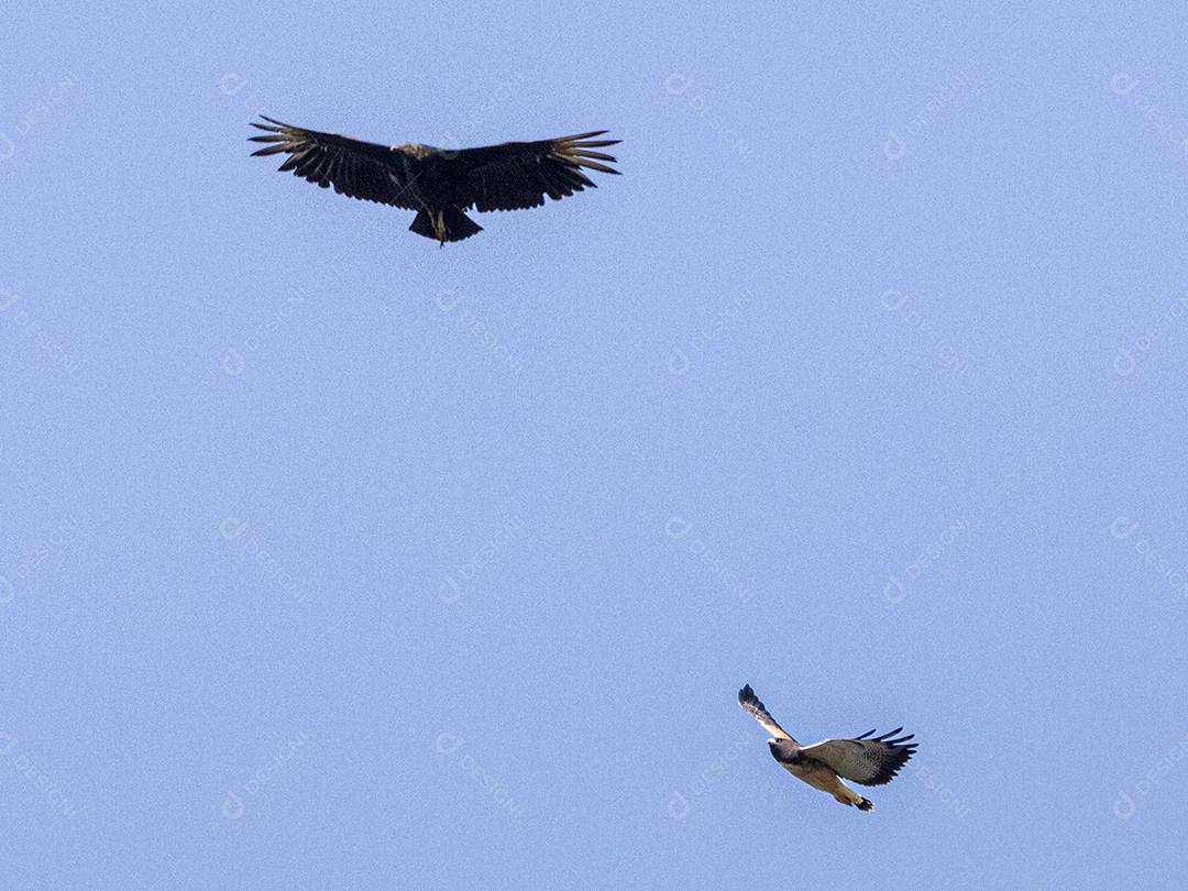 Pássaro harpia águia Voando em céu limpo em floresta