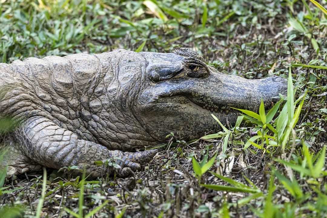 Jacaré tomando sol na grama em floresta