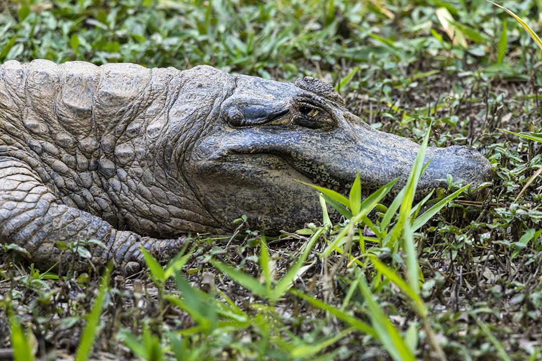 Jacaré tomando sol na grama em floresta