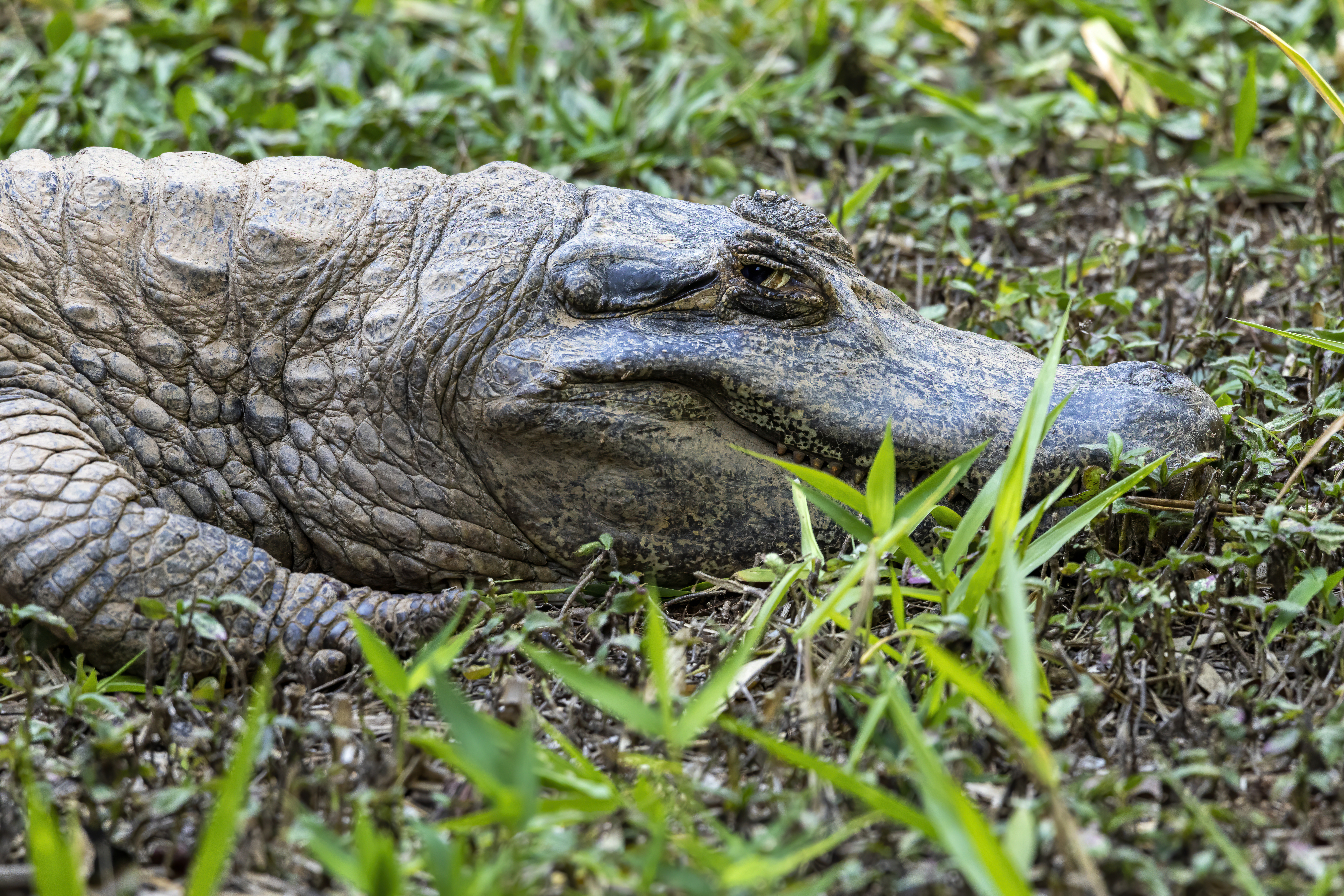 Jacaré tomando sol na grama em floresta