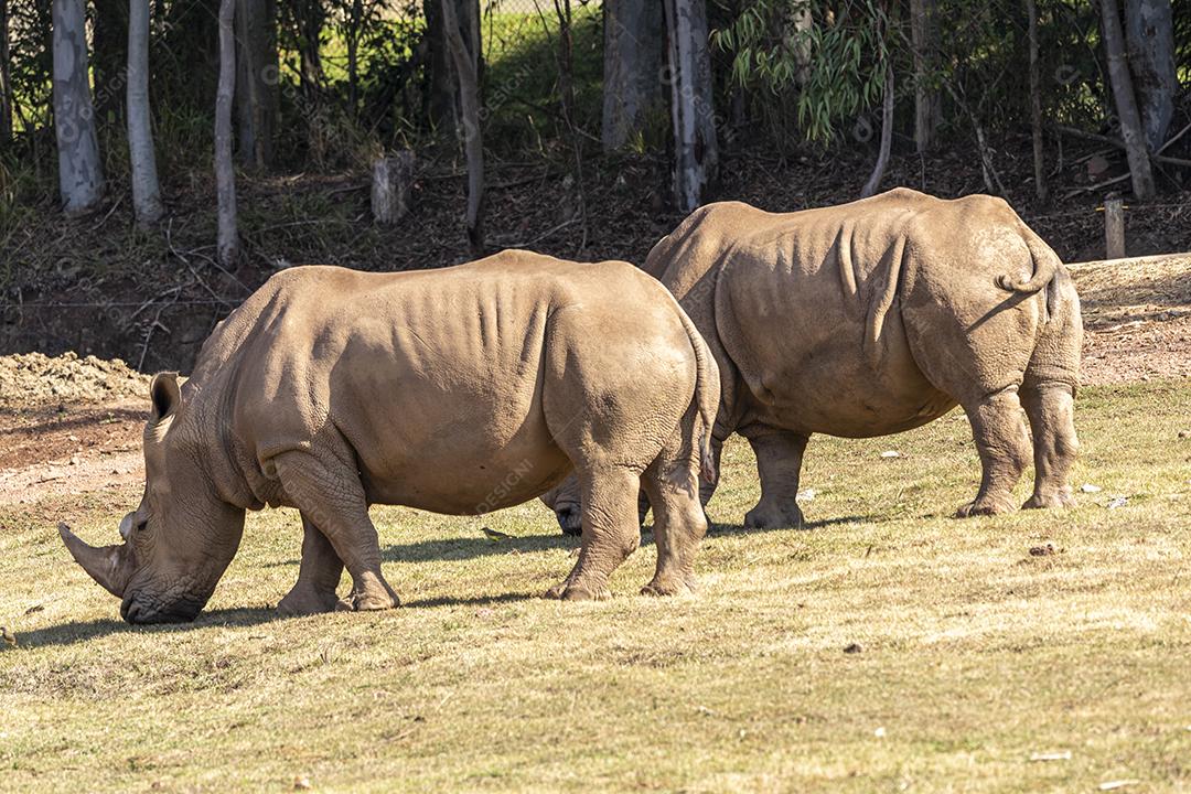 Dois rinocerontes grandes no zoológico