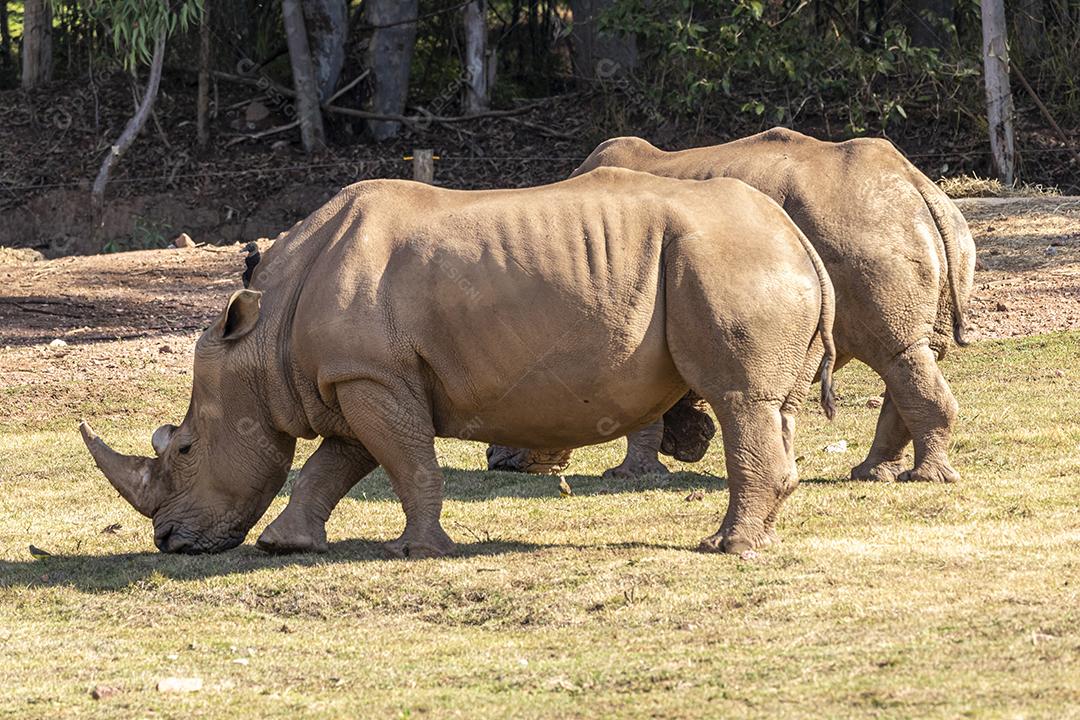 Dois rinocerontes grandes no zoológico