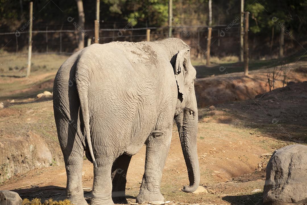 Elefante Lankesiano caminhando em zoológico