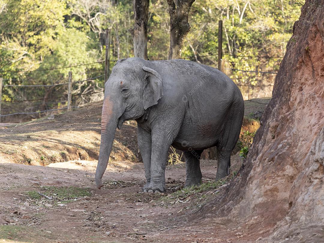 Elefante Lankesiano caminhando em zoológico