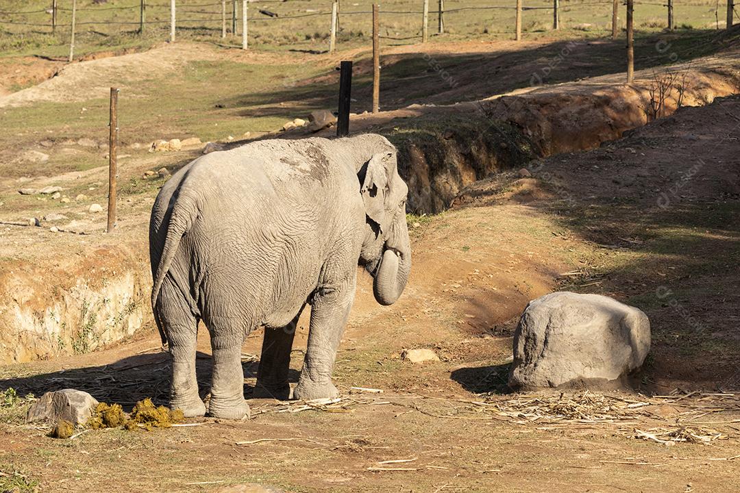 Elefante Lankesiano caminhando em zoológico