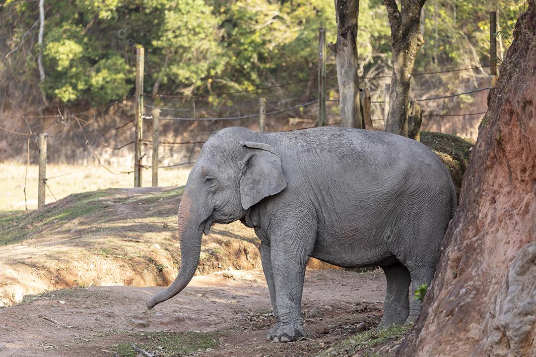 Elefante Lankesiano caminhando em zoológico