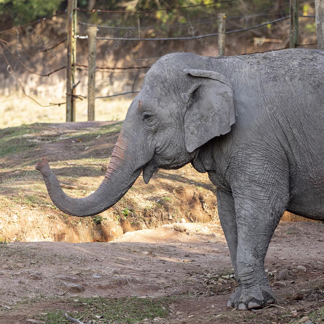 Elefante Lankesiano caminhando em zoológico