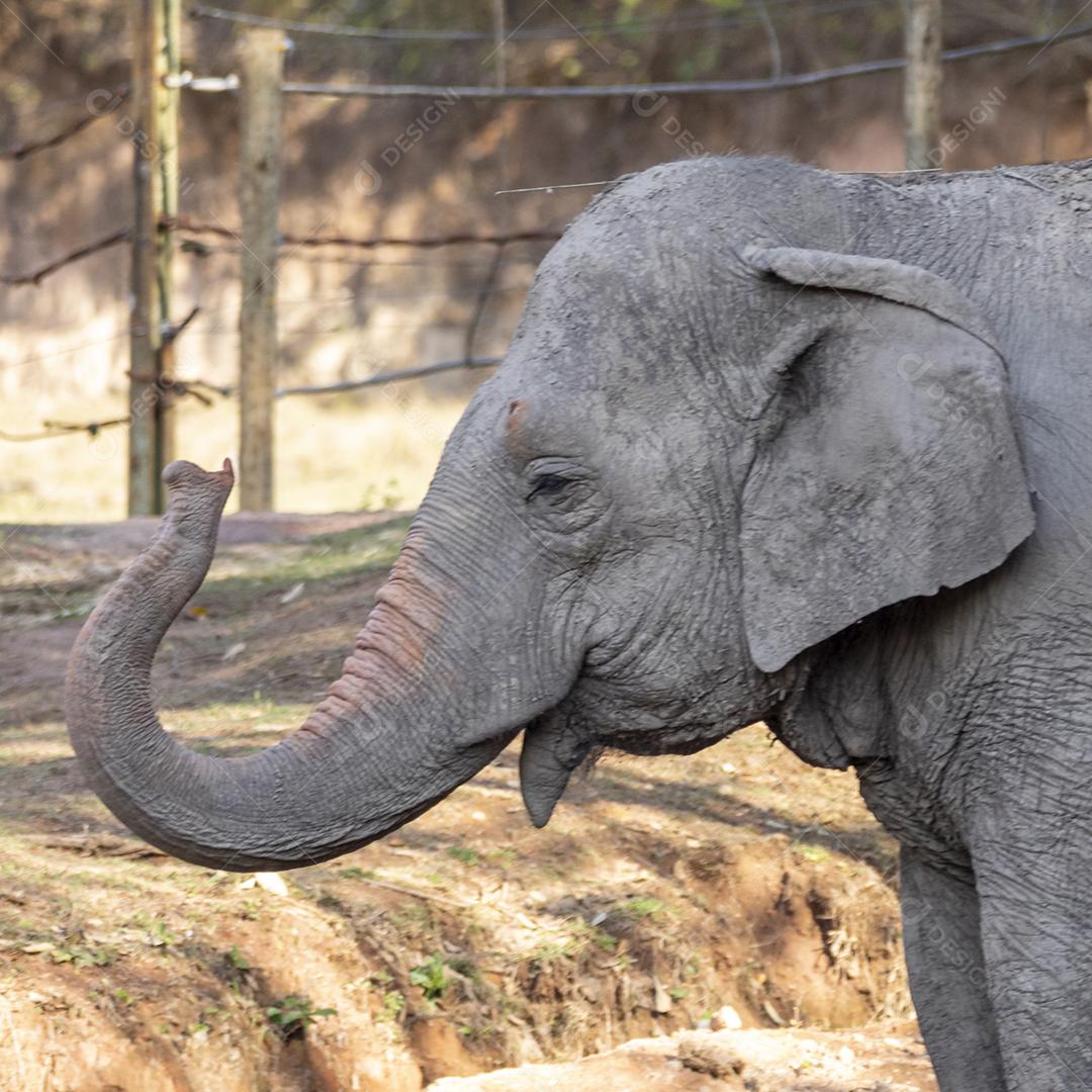 Elefante Lankesiano caminhando em zoológico