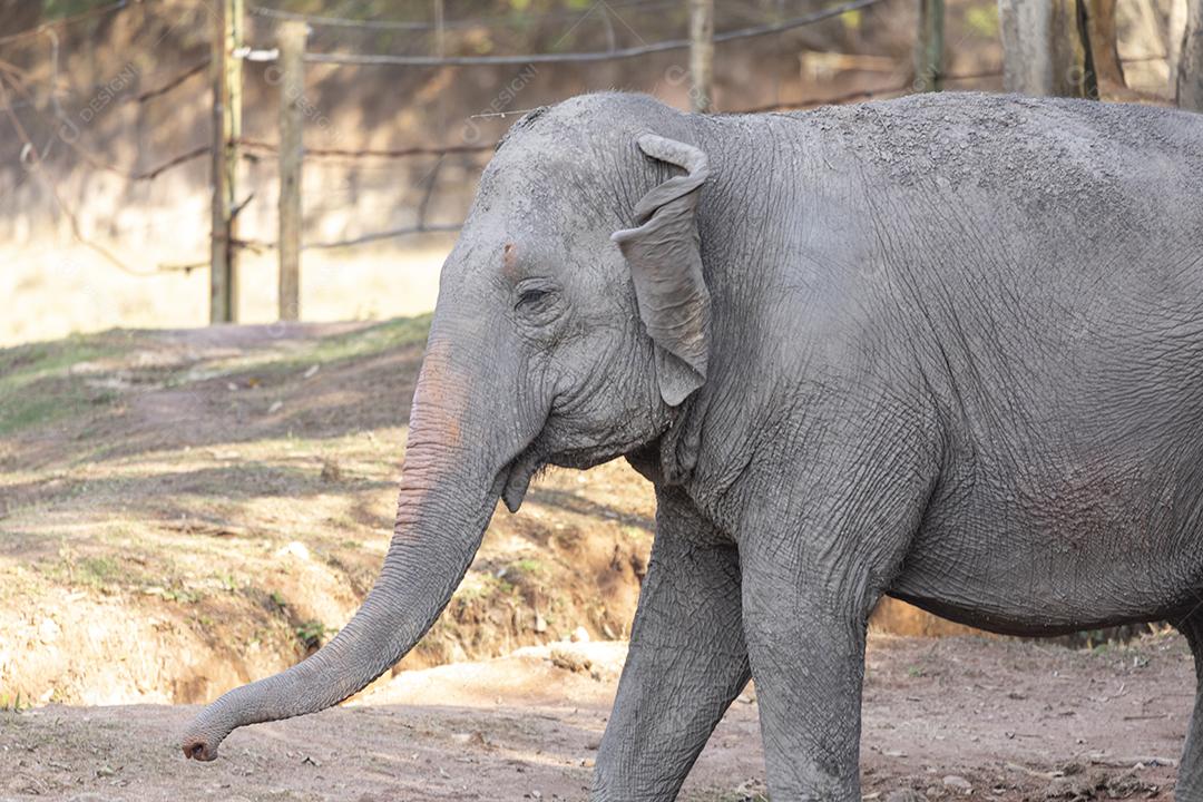 Elefante Lankesiano caminhando em zoológico