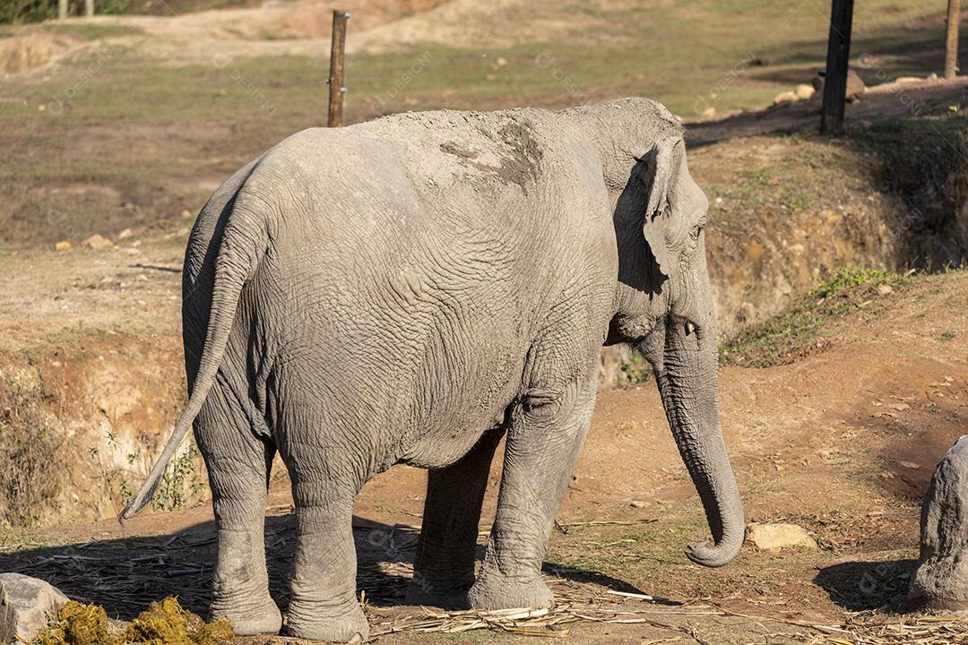 Elefante Lankesiano caminhando em zoológico