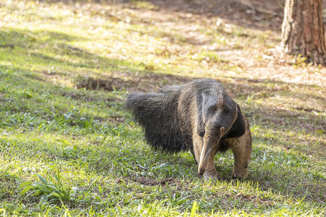 Tamanduá gigante passeando em floresta