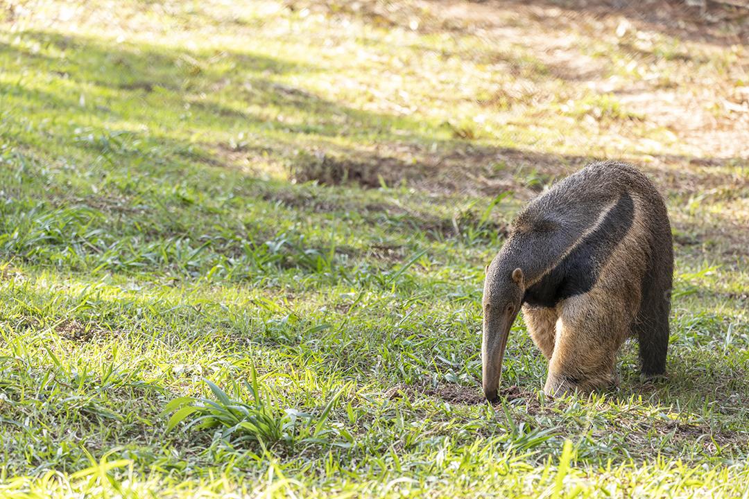 Tamanduá gigante passeando em floresta