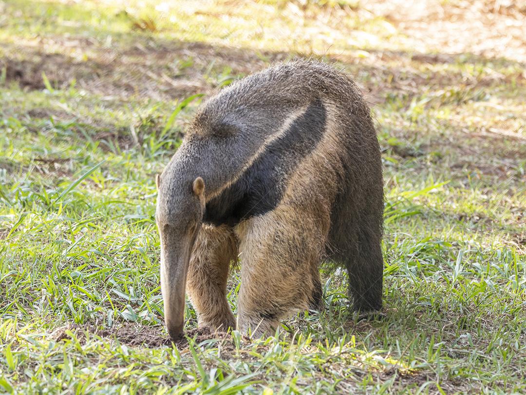 Tamanduá gigante passeando em floresta