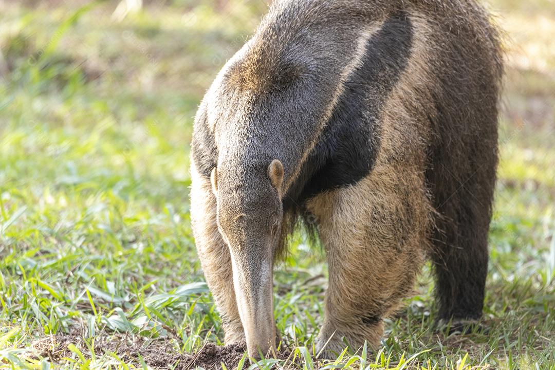 Tamanduá gigante passeando em floresta