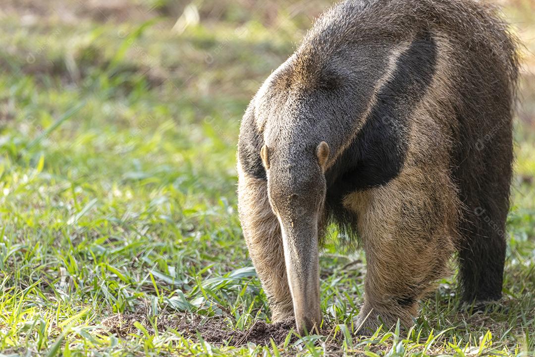 Tamanduá gigante passeando em floresta