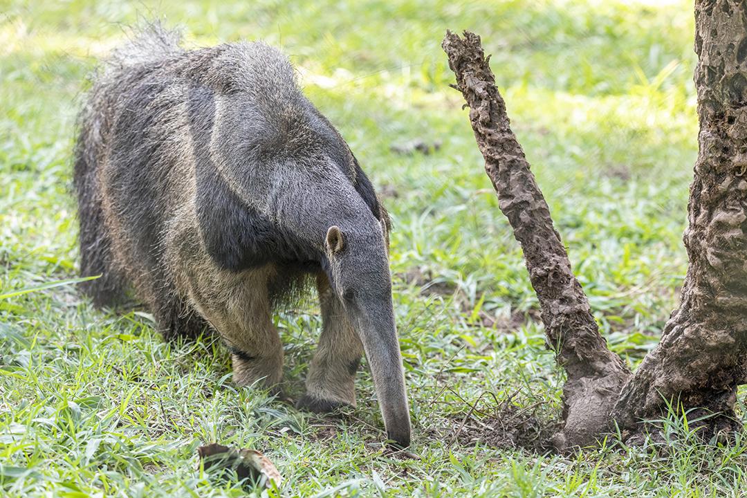 Tamanduá, animal fofo do Brasil. Tamanduá gigante, Myrmecophaga