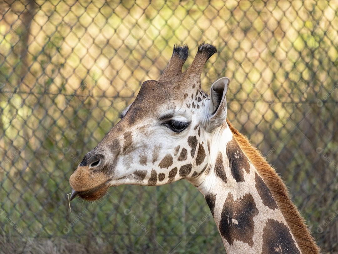 Uma girafa (Giraffa camelopardalis) durante o dia
