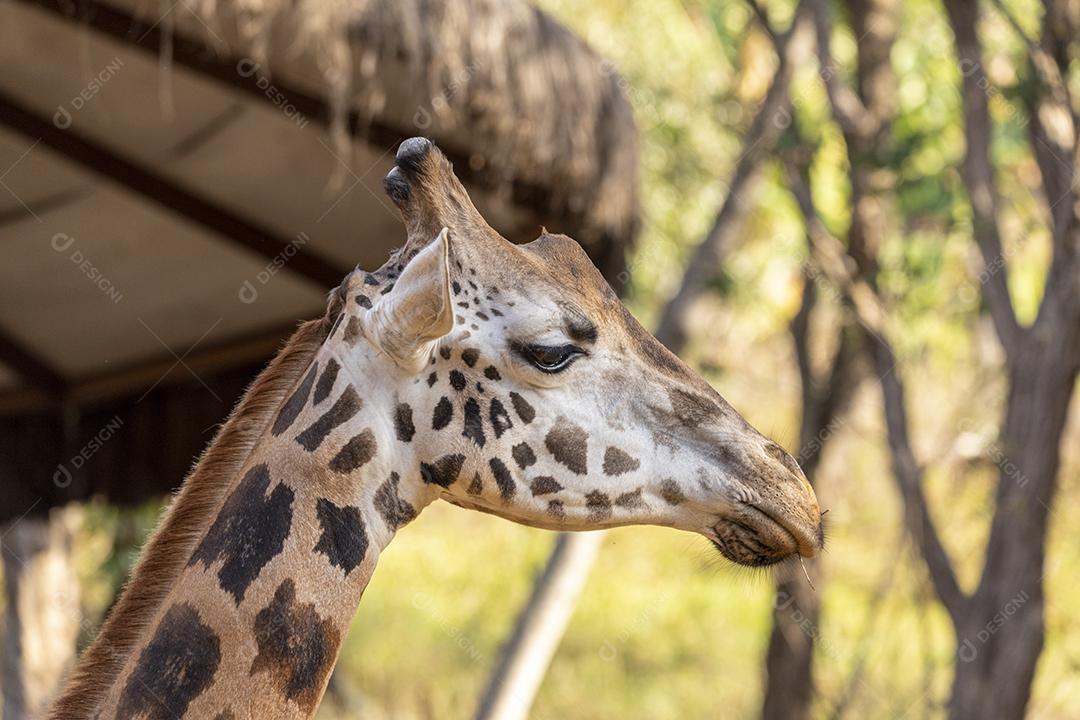 Uma girafa (Giraffa camelopardalis) durante o dia