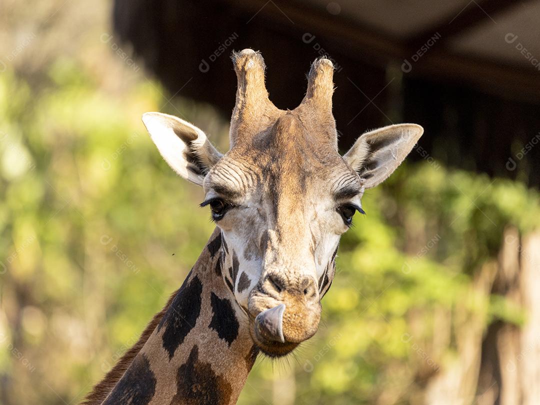 Uma girafa (Giraffa camelopardalis) durante o dia