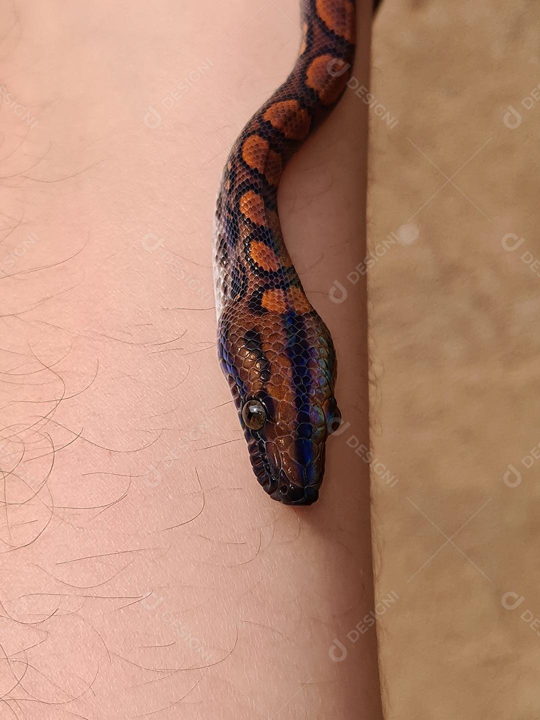 Pessoa segurando cobra malhada de laranja