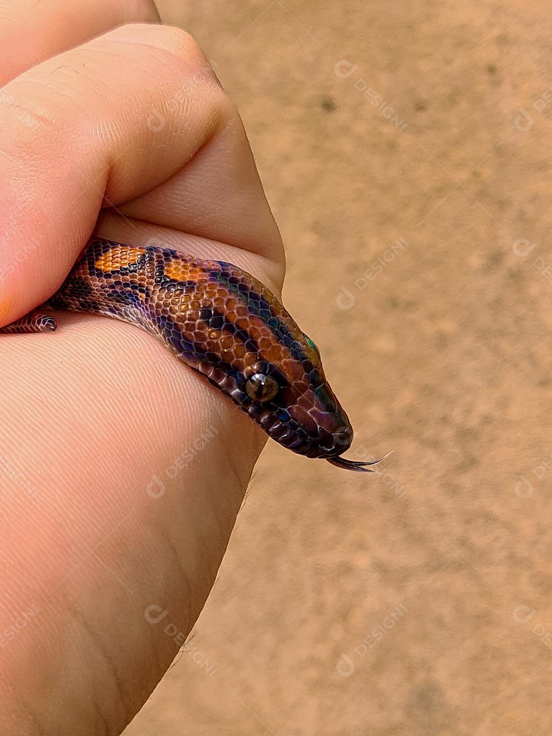 Pessoa segurando cobra malhada de laranja