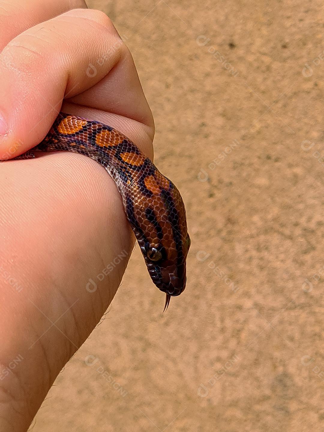 Pessoa segurando cobra malhada de laranja