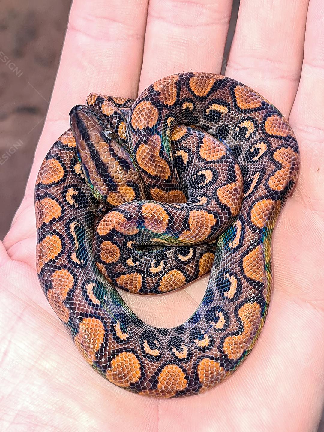 Pessoa segurando cobra malhada de laranja