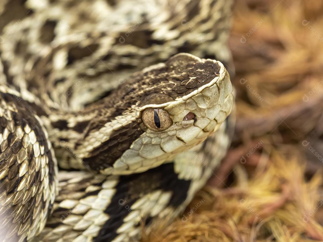 Cobra constrictor em ninho de troncos