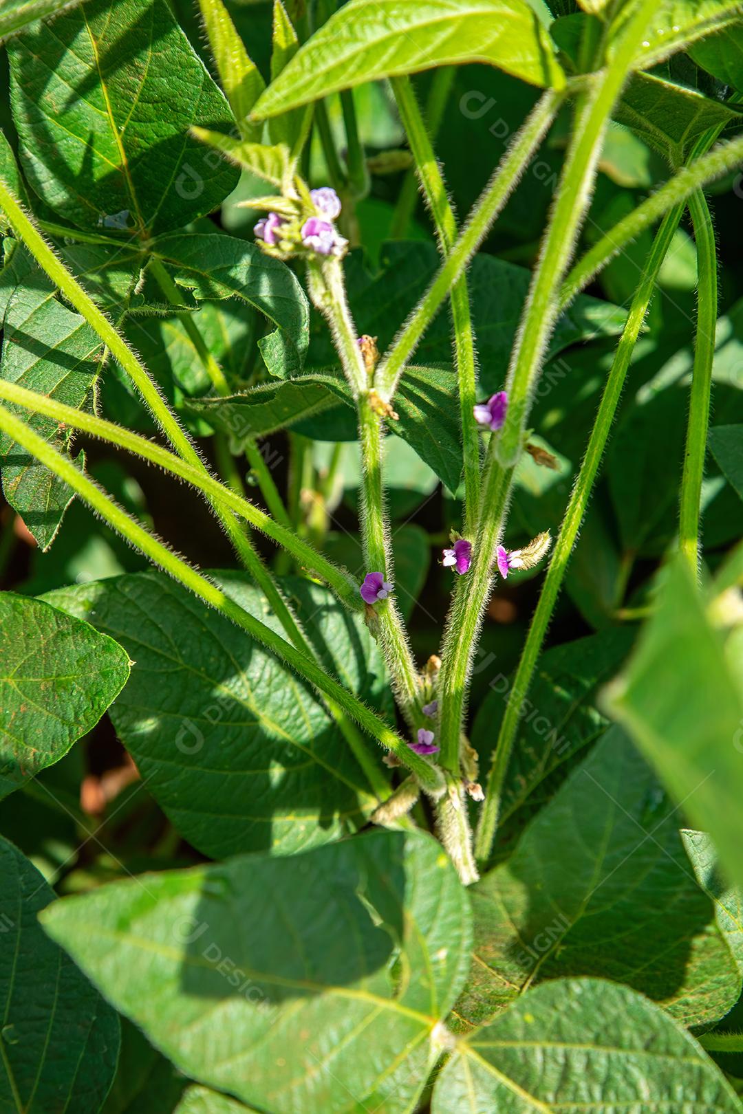 Árvore de soja com flor na plantação